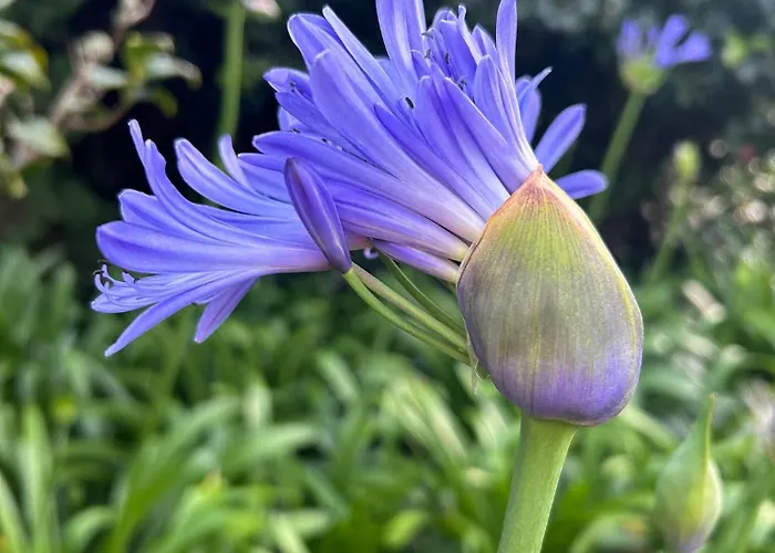 Casa Garden * Ponta Delgada