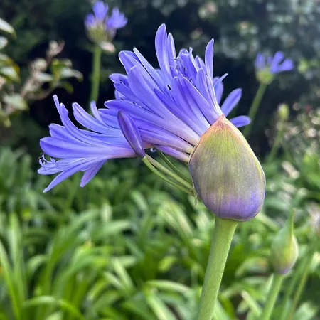 Casa Garden * Ponta Delgada